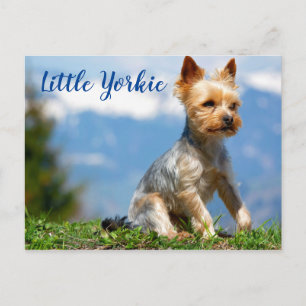 Cute Little Yorkie Terrier Postcard