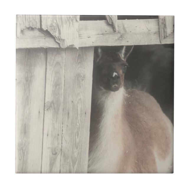 Cute Llama Black And White Animal Ceramic Tile (Front)