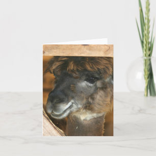 Cute Llama Farm Animal Photography Note Card
