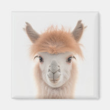 Cute Llama Magnet (Alpaca) | Collectable
