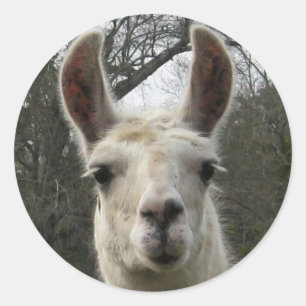 Cute Llama Stickers