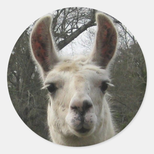 Cute Llama Stickers (Front)
