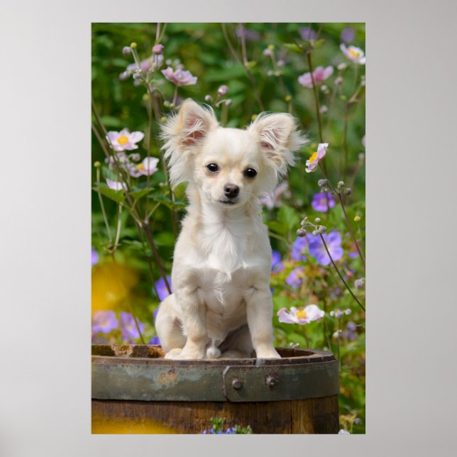 Cute long-haired Chihuahua Dog Puppy Pet Photo Poster (Front)