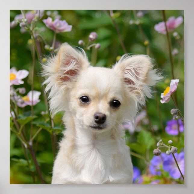 Cute long-haired cream Chihuahua Dog Puppy Photo - Poster (Front)