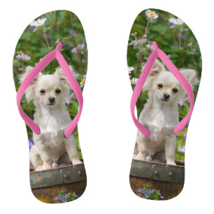 Cute long-haired cream Chihuahua Dog Puppy Photo - Thongs