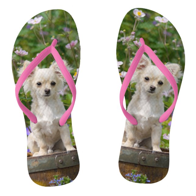 Cute long-haired cream Chihuahua Dog Puppy Photo - Thongs (Footbed)