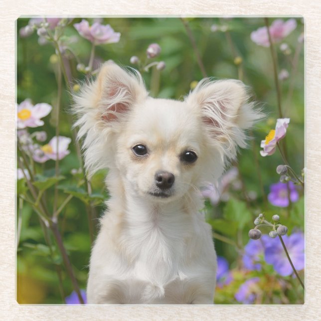Cute longhair cream Chihuahua Dog Puppy Pet Photo Glass Coaster (Front)