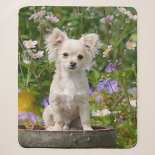 Cute longhair cream Chihuahua Dog Puppy Pet Photo Sherpa Blanket
