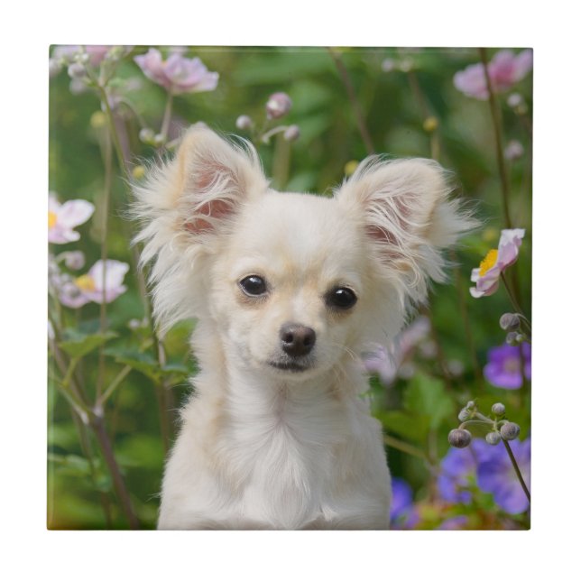 Cute longhair cream Chihuahua Dog Puppy Pet Photo Tile (Front)