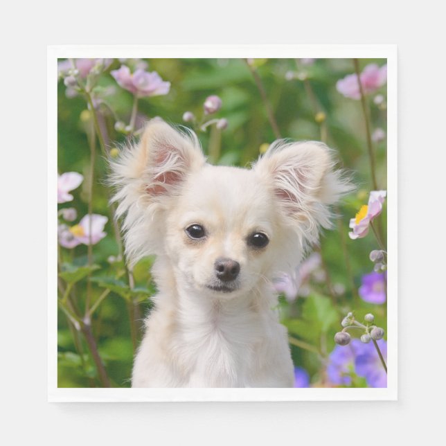 Cute longhair cream Chihuahua Dog Puppy Photo on - Napkin (Front)