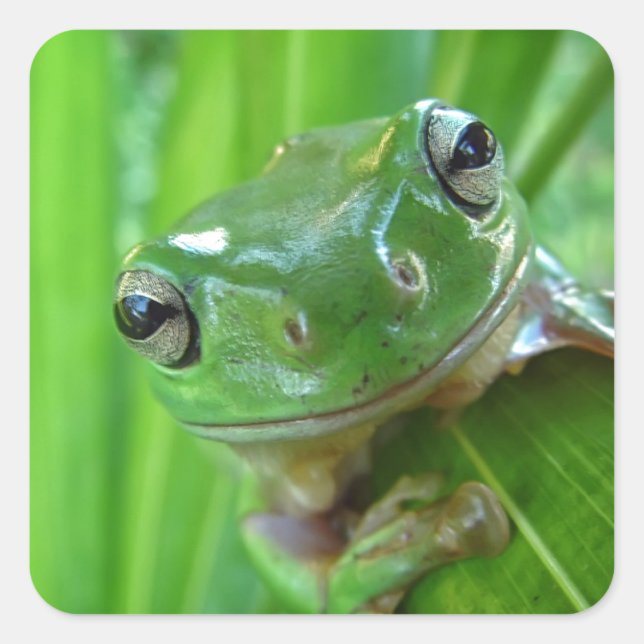Cute Looking Tree Frog Close Up Square Sticker (Front)