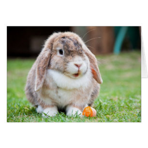 Cute Lop Eared Rabbit in the Grass with Carrot