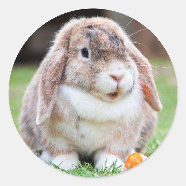 Cute Lop Eared Rabbit in the Grass with Carrot Classic Round Sticker (Front)