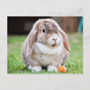 Cute Lop-Eared Rabbit in the Grass with Carrot Postcard