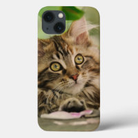Cute Maine Coon Cat Kitten Photo Portrait -