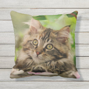 Cute Maine Coon Cat Kitten Portrait - for Outside Cushion
