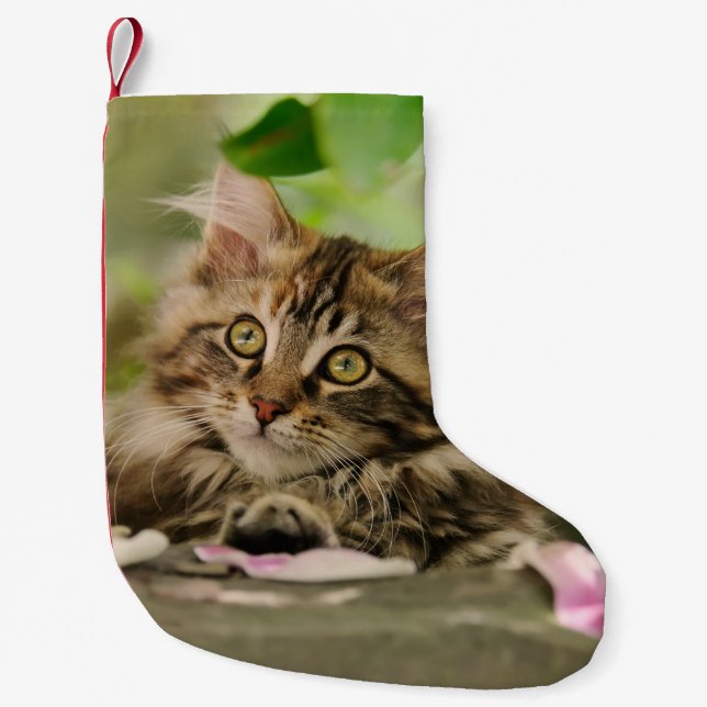 Cute Maine Coon Cat Kitten Santa mantle Small Christmas Stocking (Front)