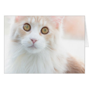 Cute Maine Coon kitten