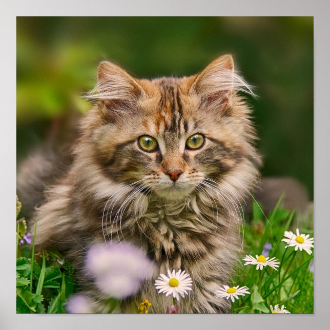 Cute Maine Coon Kitten Cat Animal Photo Poster (Front)