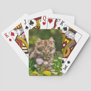 Cute Maine Coon Kitten Cat in a Flower Meadow . Playing Cards