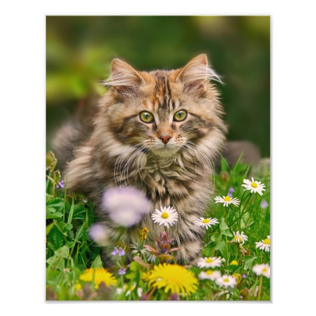 Cute Maine Coon Kitten Cat in a Flowery Meadow - Photo Print (Front)