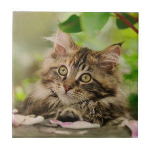 Cute Maine Coon kitten Ceramic Tile