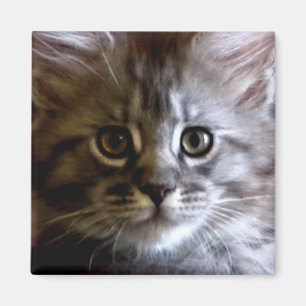 Cute Maine Coon Kitten Face magnet