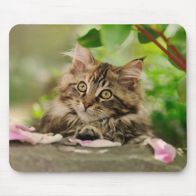 Cute Maine Coon kitten Mouse Pad (Front)