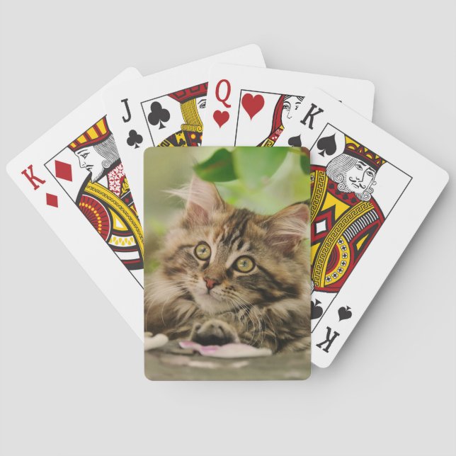 Cute Maine Coon kitten Playing Cards (Back)