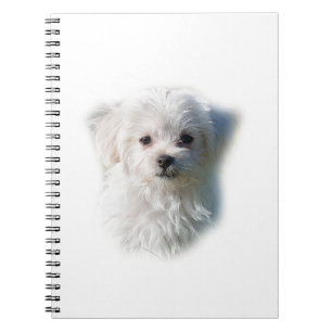 Cute Maltese Dog Notebook