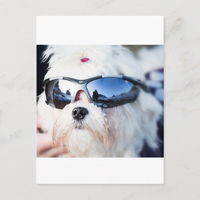Cute Maltese Dog Postcard (Front)