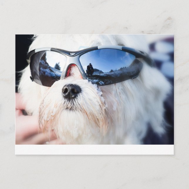 Cute Maltese Dog Postcard (Front)