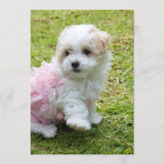 Cute Maltese Poodle Invitation Card