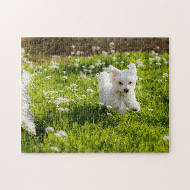 Cute Maltese Puppy Running Jigsaw Puzzle (Horizontal)