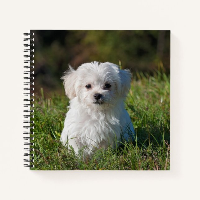 Cute Maltese Puppy Spiral Notebook (Front)