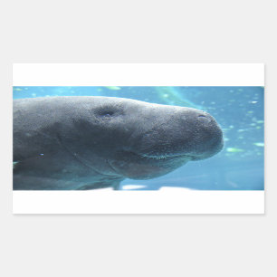 Cute Manatee Peeking out at you Stickers