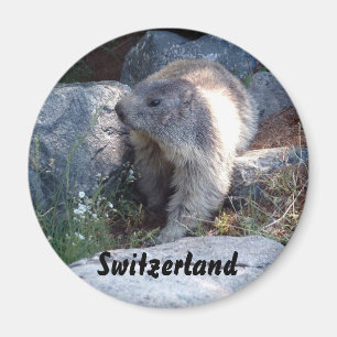 Cute marmot Switzerland Magnet