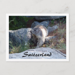 Cute marmot Switzerland -- Postcard