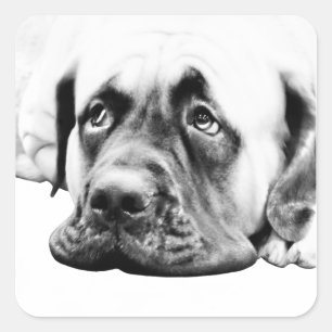 Cute Mastiff dog Square Sticker