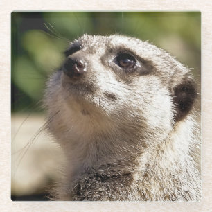 CUTE MEERKAT GLASS COASTER
