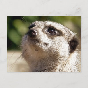 CUTE MEERKAT POSTCARD