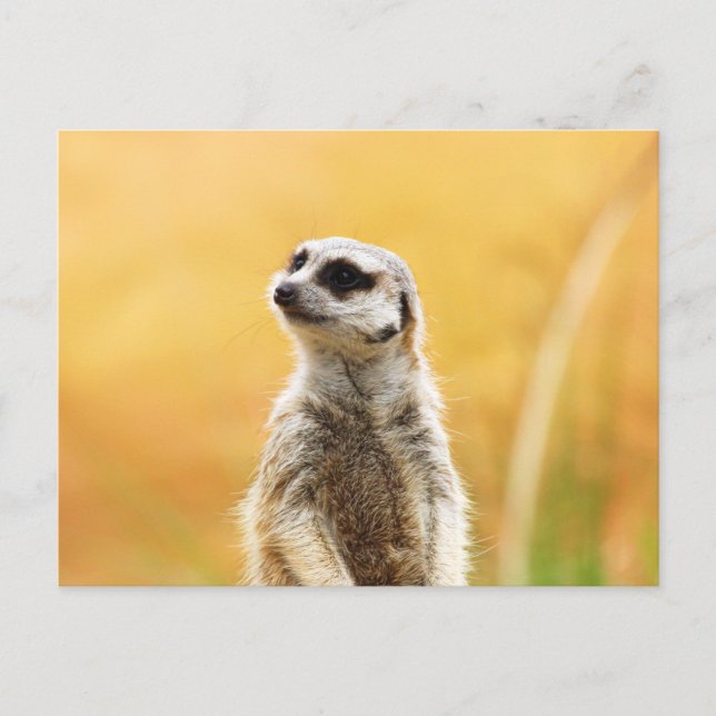 Cute Meerkat Postcard (Front)