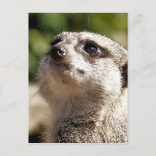 CUTE MEERKAT POSTCARD