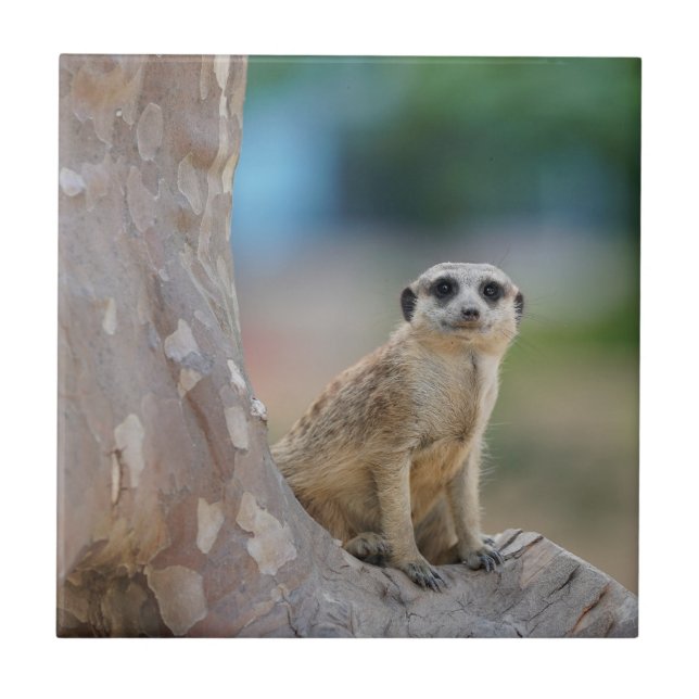 Cute Meerkat Sat on Tree Ceramic Tile (Front)