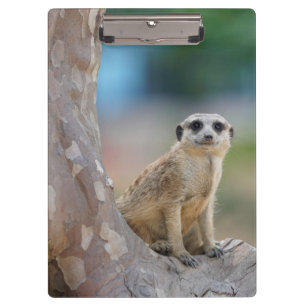 Cute Meerkat Sat on Tree Clipboard