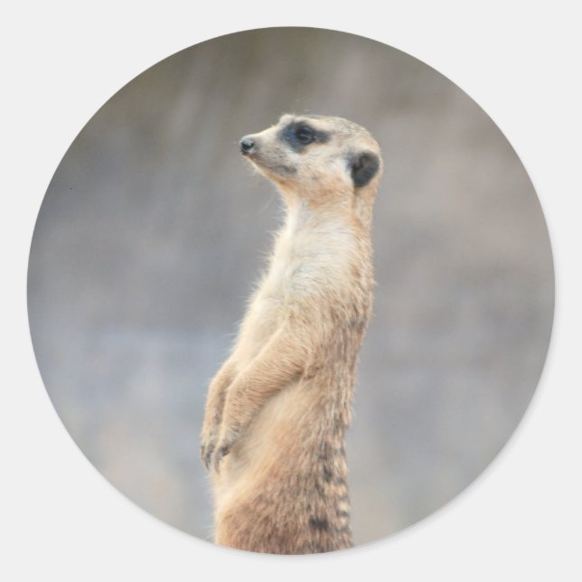 Cute Meerkat  Sticker (Front)