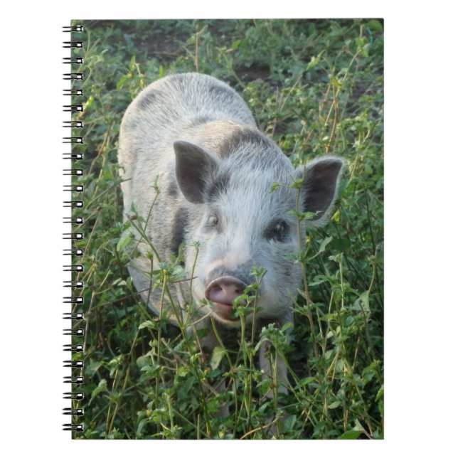 Cute Mini Juliana Pet Pig Notebook (Front)