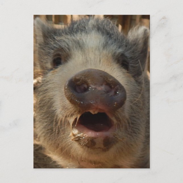 Cute Mini Pig Postcard (Front)