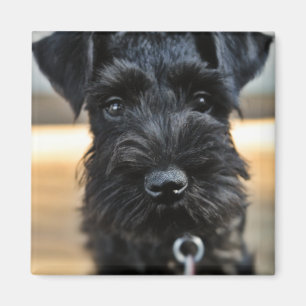Cute Miniature Schnauzer Magnet