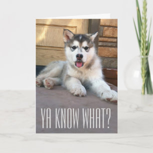 Cute Miss You Alaskan Malamute Puppy Photograph Card